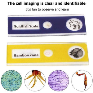 🔥🔥Microscope for children's development of intelligence